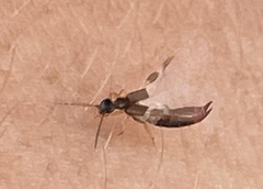 Labiinae