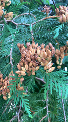 Thuja occidentalis