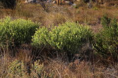 Leucadendron glaberrimum glaberrimum