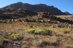 Leucadendron glaberrimum glaberrimum