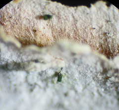 Microcalicium disseminatum