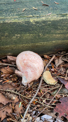 Rhodotus palmatus