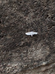 Lepidoptera