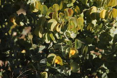 Rafnia amplexicaulis