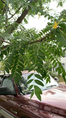 Gleditsia triacanthos