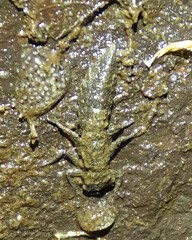 Cordulegastridae