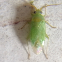 Sthenaridea carvalhoi