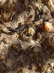 Misumenoides athleticus