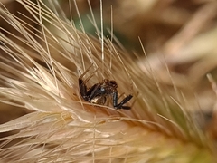 Misumenoides athleticus