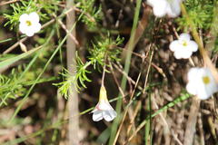Oxalis tenuifolia