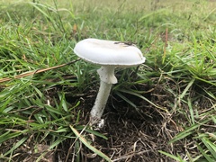 Amanita mutabilis
