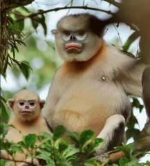 Tonkin Snub-Nosed Monkey photo 1
