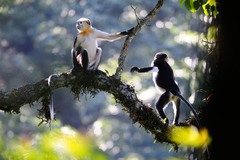 Tonkin Snub-Nosed Monkey photo 2