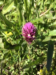 Castilleja densiflora densiflora
