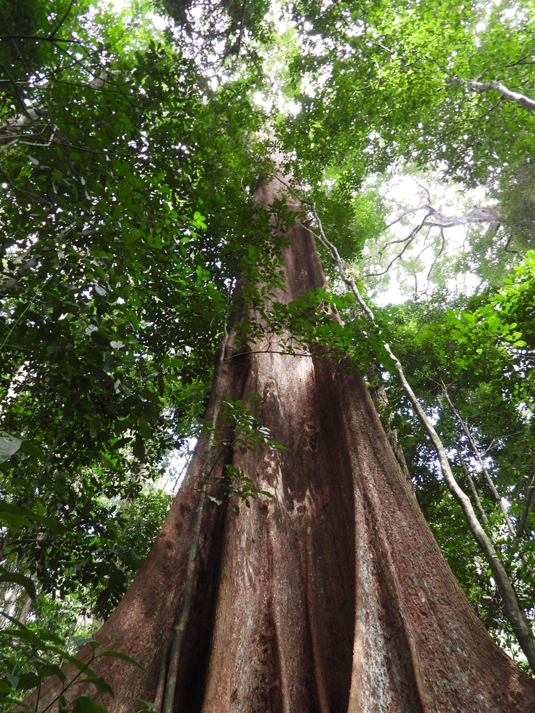 Huberodendron swietenioides