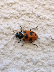 Hippodamia septemmaculata