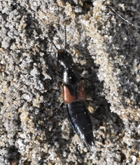 Philonthus aurulentus