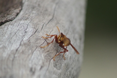 Polistes carnifex