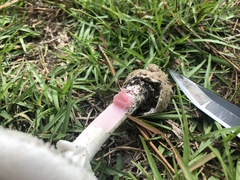 Amanita mutabilis