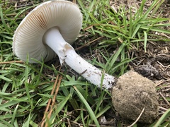 Amanita mutabilis