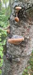 Phellinus alni