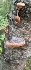 Phellinus alni