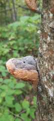 Phellinus alni