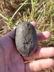 Kinosterninae
