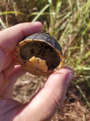 Kinosterninae