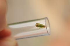 Iassus lanio