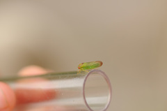 Iassus lanio