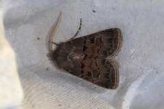 Agrotis lata