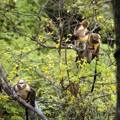 Grey Snubnosed Monkey (Rhinopithecus brelichi) · iNaturalist
