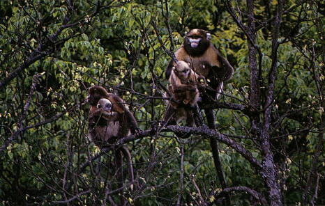 Rhinopithecus brelichi · NaturaLista Colombia