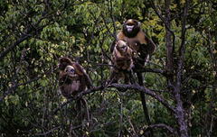 Gray Snub-Nosed Monkey photo 3