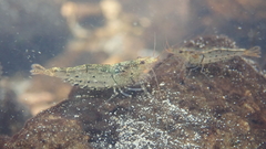 Caridina cantonensis