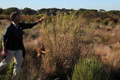 Echinochloa pyramidalis