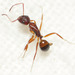 Camponotus subbarbatus - Photo (c) myrmecophile77, algunos derechos reservados (CC BY-NC)