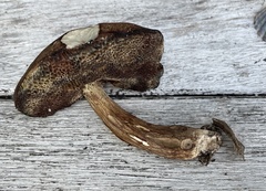 Porphyrellus sordidus