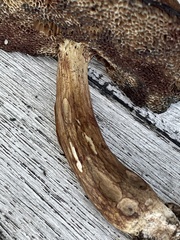 Porphyrellus sordidus