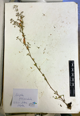 Atriplex pedunculata