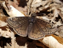 Erynnis juvenalis
