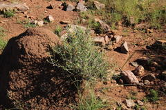 Pegolettia