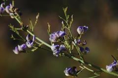 Psoralea verrucosa