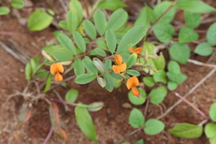 Tephrosia tinctoria