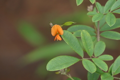Tephrosia tinctoria