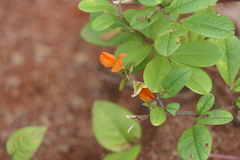 Tephrosia tinctoria