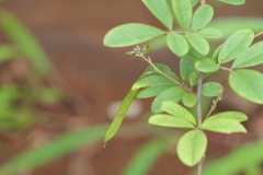 Tephrosia tinctoria