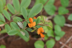 Tephrosia tinctoria