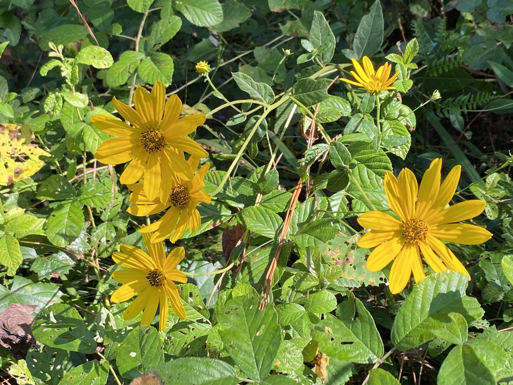 woodland sunflower from Pedrick Rd, Quitman, GA, US on September 28